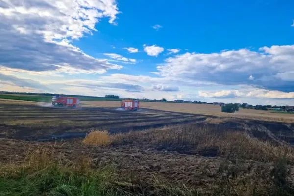 Pożar zboża na pniu w okolicy Krobi i Pudliszek – strażacy w akcji