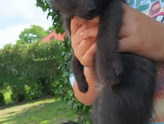 Przytulisko w Poniecu szuka domów dla trzech kociąt