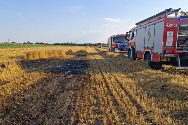 Pożar zboża na pniu w Bolesławowie. Strażacy walczyli z ogniem