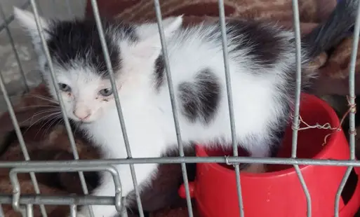 Mały kotek szuka odpowiedzialnego opiekuna – został porzucony w lesie pod Siedlcem