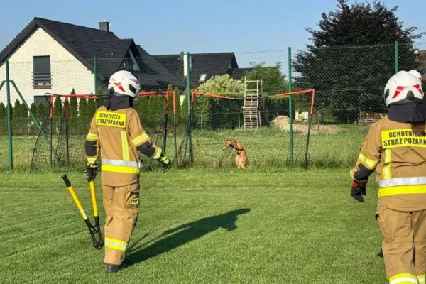 Sarna uwolniona z siatki na boisku w Gostyni