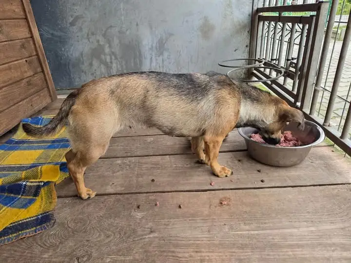 Suczka znaleziona w parku w Poniecu czeka na właściciela